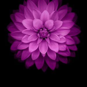 Meet your Posher, Lashawn